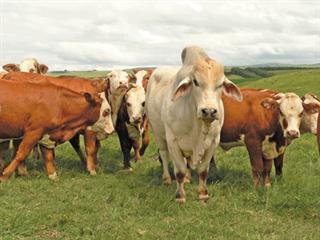 Optimal management in a big beef enterprise