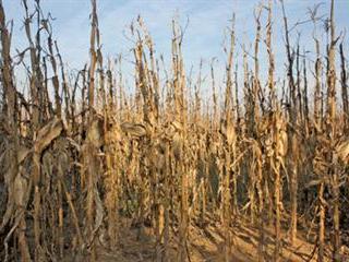 Revolutionary new maize on the way? Revolutionary new maize on the way?