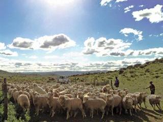 Stocking rates and Karoo veld Stocking rates and Karoo veld