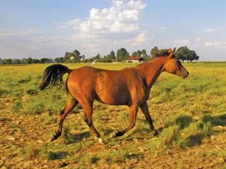 Catching your horse Catching your horse