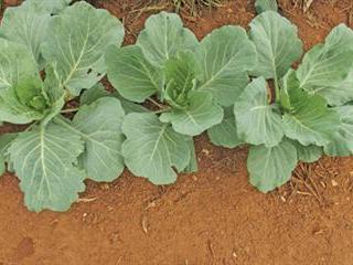 Removing the hazards from transplanting Removing the hazards from transplanting
