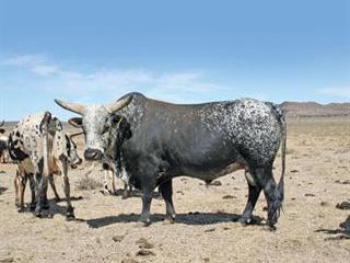 Success with mixed farming in the Karoo