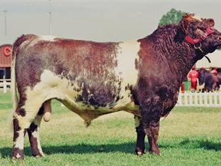 Shorthorn