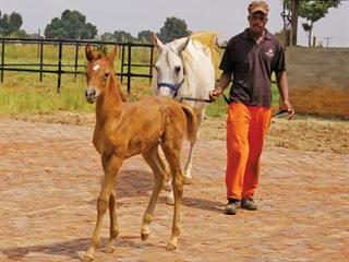 Imprint training for a foal