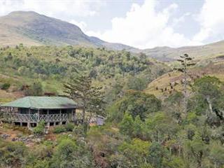 Saving the Mulanje cedar Saving the Mulanje cedar