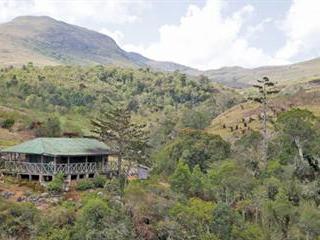 Saving the Mulanje cedar