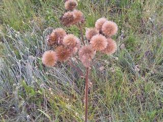 A new way of controlling pom pom weed