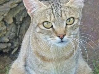 Karoo’s small cats tread softly Karoo’s small cats tread softly