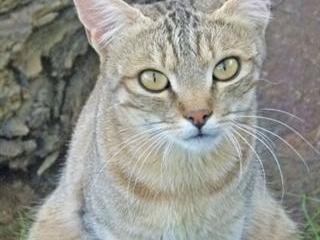 Karoo’s small cats tread softly