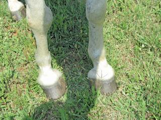 The curse of the crooked legs The curse of the crooked legs