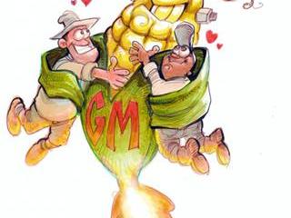 GM crops riding high GM crops riding high