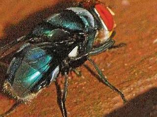 The adventure of the bothersome blowfly