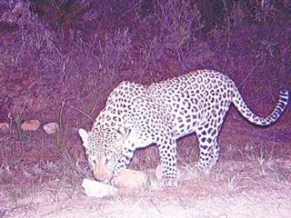 Co-existence: leopards & farmers Co-existence: leopards & farmers