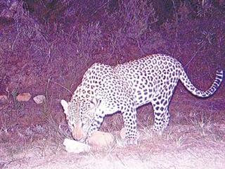 Co-existence: leopards & farmers