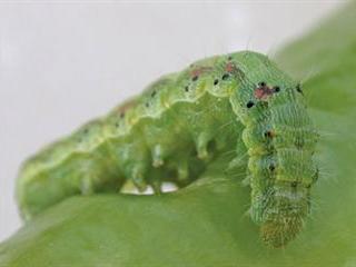 Biological bollworm control Biological bollworm control