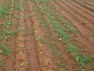 Getting rid of paspalum Getting rid of paspalum