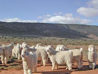 The basics of Angora farming