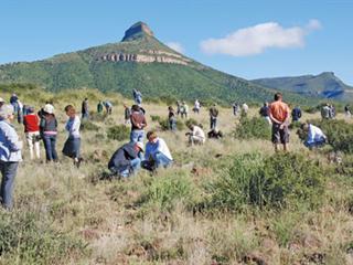 Large herds on the move revitalise degraded veld Large herds on the move revitalise degraded veld