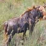 fwa201252394216.jpg