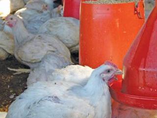 Farm-to-fork broiler production brings success Farm-to-fork broiler production brings success