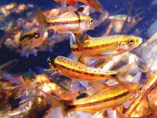 Saving SA’s fynbos fish Saving SA’s fynbos fish