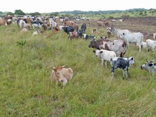 Joburgers transform E Cape farm