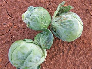 Growing Brussels sprouts