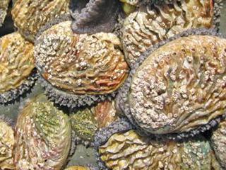 Abalone farming in Hermanus