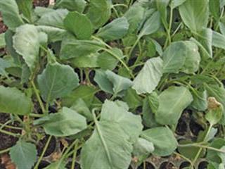 Fertilising your land Fertilising your land