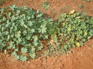 Other weeds to watch out for Other weeds to watch out for