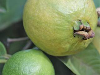 Fresh future for guavas Fresh future for guavas