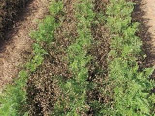 Use your herbicides more effectively