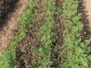 Use your herbicides more effectively Use your herbicides more effectively