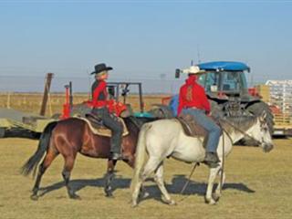 Horses at Nampo