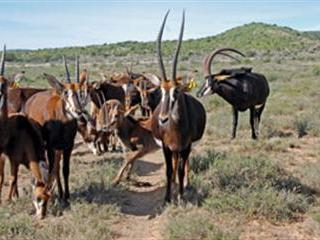 Eastern Cape’s sable pioneer Eastern Cape’s sable pioneer