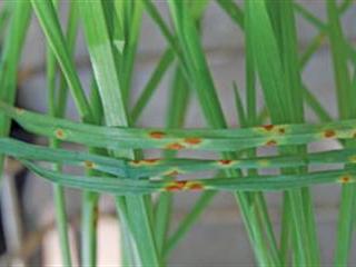 Collaborative efforts to  combat wheat rust