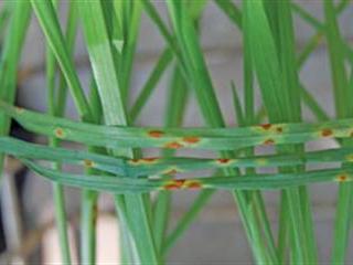 Collaborative efforts to combat wheat rust Collaborative efforts to combat wheat rust
