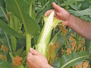 World-class maize seed World-class maize seed