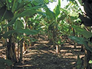 Improving smallholder banana production Improving smallholder banana production