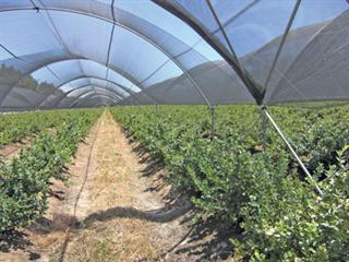 Berries to the fore Berries to the fore