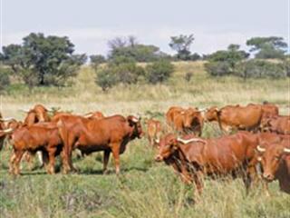 Fighting stock theft