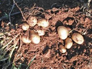 Potato planting procedures