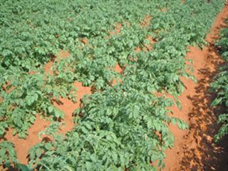 Why potato irrigation is so important