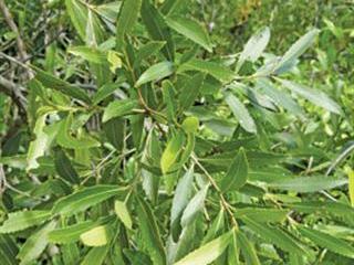 Illegal khat trade on Eastern Cape farms