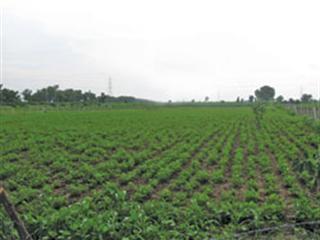 Small-scale farming booms in Kenya Small-scale farming booms in Kenya