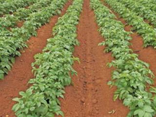 Controlling nitrogen application is important Controlling nitrogen application is important