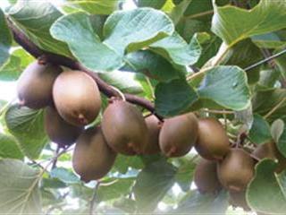 Up your game for  higher kiwi fruit yields