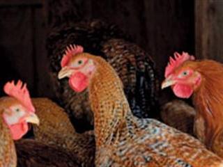 Mycotoxins make poultry more vulnerable
