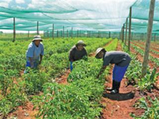 Agriculture can generate more jobs, if we plan properly