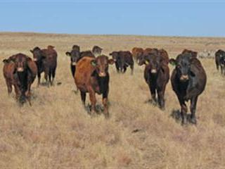 A Sussex stud herd  in Vrede